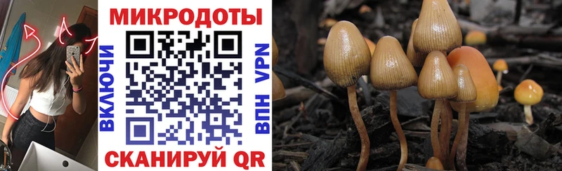 Галлюциногенные грибы Psilocybe  где найти   Туапсе 